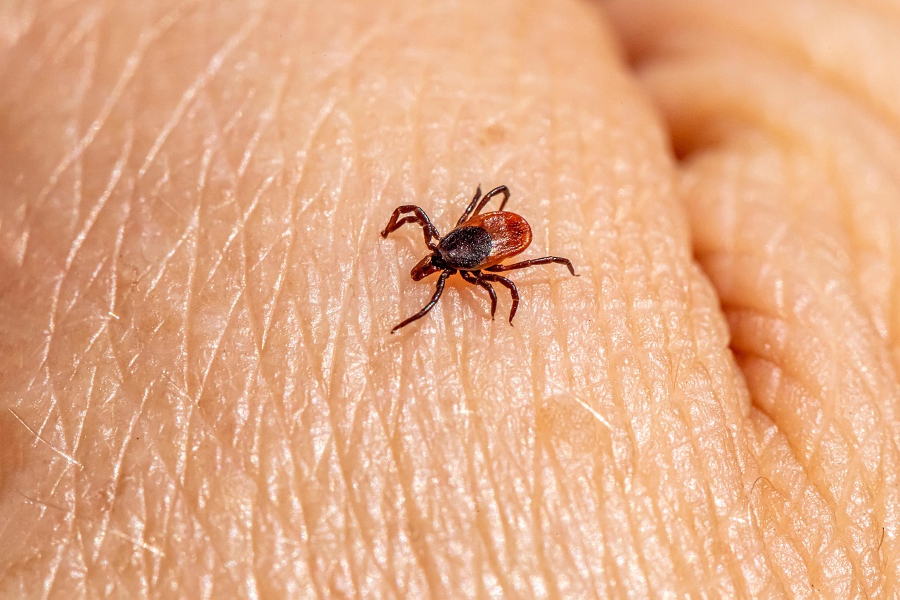 Boala Lyme și efectele Neurologice